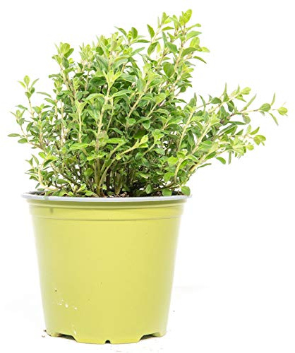 mgc24 Majoran, echte frische Kräuter Pflanzen im 14cm Topf, Origanum majorana, Höhe ca. 10cm, 3 Stück