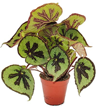 Blatt-Begonie - Begonia masoniana Mountain - braune Blätter mit Zeichnung- 15cm Topf