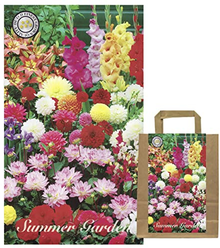 IFLO® Dahlien Knollen Blumenzwiebeln Mix – mehrjährig & winterhart – Bunte Sommerblumen für Garten & Balkon – Langanhaltende Blüte – Set mit 100 Stück