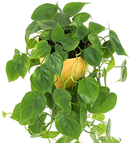 GardenersDream Philodendron Scandens Pflanze im Topf – Kletternde Innenbereich Zimmerpflanze – Pflegeleichte Luftreinigende Pflanze für Wohnzimmer und Büro - Geschenk für Pflanzenliebhaber (15 cm)