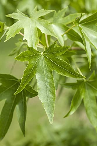 Amberbaum 100-125 cm Topf Liquidambar styraciflua winterhart mehrjährig | Sommergrün, gelapptes Laub, leuchtend rote Herbstfärbung, sonniger Standort, aufrecht pyramidaler Wuchs, Solitärbaum