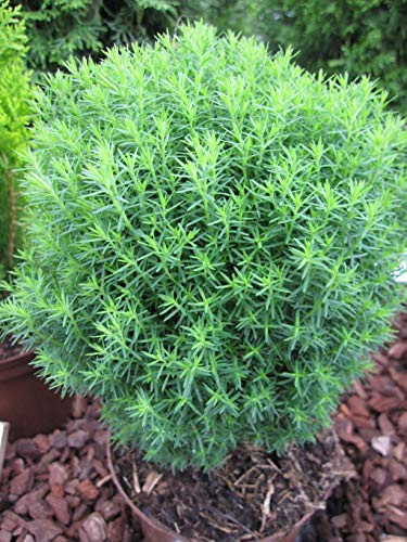 Thuja occidentalis Teddy - kuscheliger Lebensbaum Teddy Verpackungseinheit 3