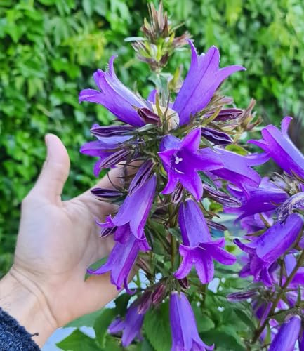 BALDUR Garten 1x Campanula 'Rebelle®', Knolle in Größe I, blüht im Sommer wie verrückt, riesige Blütenglocken, winterhart & pflegeleicht im Beet & Kübel, Campanula glomerata