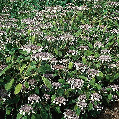Samthortensie - Gartenhortensie - Top Qualität von Garten Schlüter (40-60 cm)