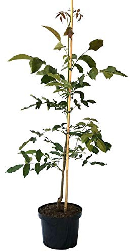 Walnussbaum als Sämling, besonders kräftig und robust groß werdender Baum 80-100 cm 10 Liter Topf