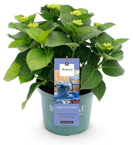 Green boutiQ - Balkonpflanze - Hortensie - Hydrangea Magical Revolution Blue - Blau - 6-10 Blumen - Topf 23cm Höhe 55cm