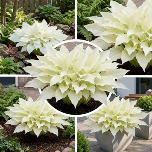 FLORIUM Hosta White Feather, 3 Mehrjährige Hosta Pflanzen, Winterharte Funkein Nacktwurzel Stauden aus Holland (kein Samen, Zwiebeln und nicht künstlich). Perfekt als Bodendecker im Schatten