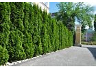 20st. Thuja Smaragd 40-60cm ohne Topf gemessen Heckenpflanzen Lebensbaum Immergrüne Heckenpflanze Ganzjährig pflanzbare Topfpflanzen