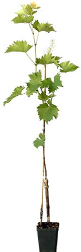 Suzi pilzfeste Weinrebe große helle gelbe Weintraube gestäbt im 9 cm Rechtecktopf ca. 60-90 cm