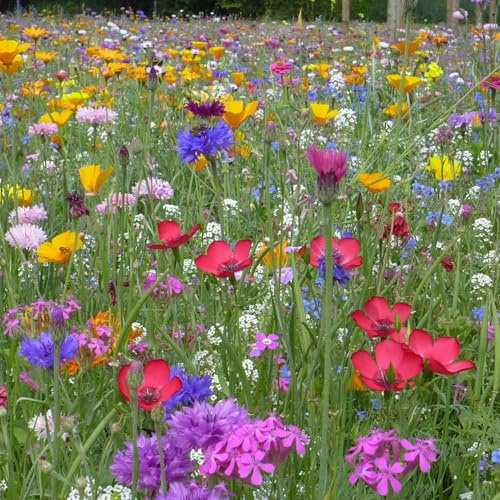 Blumenwiese mit 65 Wildkräuterarten, fünfjährige Bienenweide, insektenfreundliche Blühwiese, wilde mehrjährige winterharte Samenmischung für Bienen Hummeln und Schmetterlinge, Blumenwiesen (20qm)