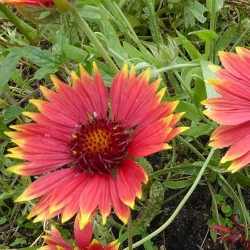 6x Kokardenblume 'Tokayer' - Gaillardia 'Tokayer' - Topf 9x9cm - Blühende Staude