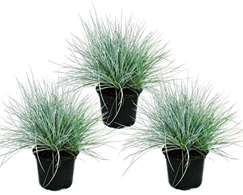 Blauschwingel-Gras - Festuca glauca - 9cm Topf 3 Pflanzen