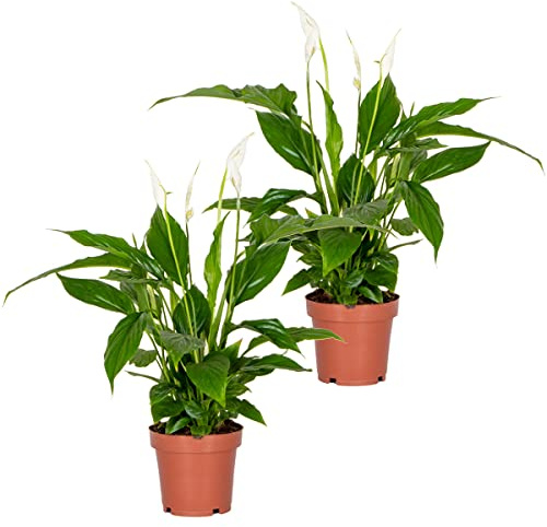Bloomique - 2er-Set - Spathiphyllum Torelli - Friedenslilie - Einblatt Zimmerpflanze - Zimmerpflanzen - Luftreinigend - Höhe 30-40 cm - Topf 12 cm