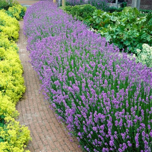 Bloomique - 18er-Set - Lavandula Angustifolia - Lavendel Pflanze Winterhart - Duftlavendel - Gartenpflanzen Winterhart - Mehrjährig - Höhe 10-20 cm