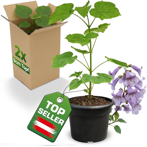 2x Blauglockenbaum Paulownia Shandong im 9cm Topf – schnellwachsender Kiribaum mit blauvioletten Glockenblüten – winterhart bis ca. -15 °C/-20 °C – Zier- & Schattenbaum – als Wertholzbaum geeignet