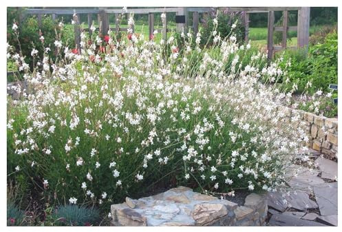 Stauden Gänge 3 x Gaura lindheimeri 'Whirling Butterflies‘ (Stauden/Staude/Winterhart/Mehrjährig) Prachtkerze weiß - Dauerblüher - Schwebende Blüten, die wie Schmetterlinge wirken