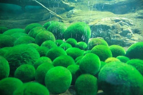 Sahawa Arts 10 Marimo Moos Kugeln 2,5 cm Mooskugeln