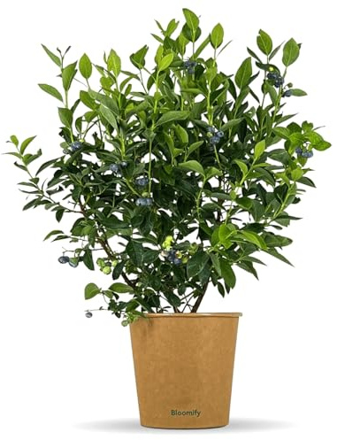 Bloomify® Balkon-Blaubeere “Bodo” | 50 bis 60 cm große Heidelbeeren Pflanze | reich tragende Blaubeere | Vaccinium corymbosum für Topf und Freiland | pflegeleicht und winterhart