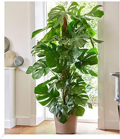 BALDUR Garten 1x Monstera - Fensterblatt ca. 60-70 cm hoch, Pflanze im 19 cm-Topf, Luftreinigende Zimmerpflanze Pflegeleichte Zimmerpflanze auch für dunklere Standorte, mehrjährig - frostfrei halten