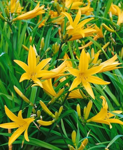 Hemerocallis citrina 'Baroni' ca. 11x11 cm Topf - Zitronen-Taglilie, gelbe Blüten, Blütezeit Juni-August, ideal für Rabatten, duftend, pflegeleicht