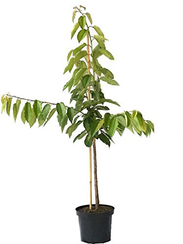Kirschbaum Burlat frühe robuste Süßkirsche Buschbaum 110-140 cm im 10 Liter Topf Unterlage F12/I