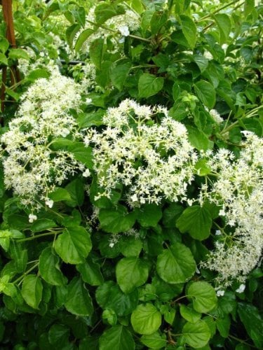Kletterhortensie Hydrangea petiolaris 60-80 cm hoch im 3 Liter Pflanzcontainer