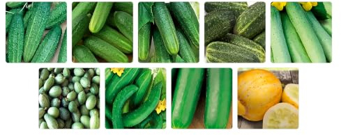 Gurken Samen Set 9 Sorten Gurkensamen für Balkon und Garten Profisaatgut Saatgut Samen Mix Anzuchtset