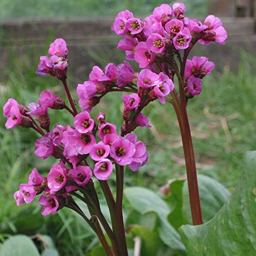 6 x Altai Bergenie - Bergenia Cordifolia Topf 9x9cm: Rosa Blüten, winterhart, pflegeleicht.