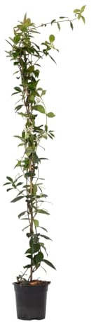 Plant in a Box - Trachelospermum jasminoides Weiß - Toskanischer Sternjasmin Winterhart - Topf 17cm - Höhe 110-120cm