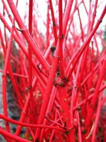 Rotholz Hartriegel Cornus alba Sibirica 80-100 cm hoch im 3 Liter Pflanzcontainer