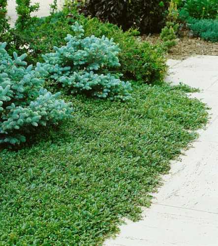 Kriechmispel Cotoneaster dammeri Radicans 10er-Set Bodendecker winterhart | 10er Set, bodendeckend, robust, blühend, bienenfreundlich, sonnig bis halbschattig, schnittverträglich