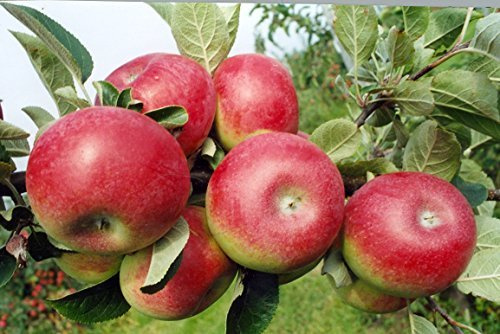Apfelbaum 'Gravensteiner' 200 cm Malus domestica winterhart duftend | alte Tafelapfelsorte, weiß-rosa duftende Blüten, sonnig bis halbschattig, Ernte Spätsommer bis Herbst, winterhart