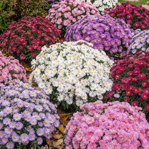 Astern Kollektion - 10 Pflanzen - Stauden Mehrjährig Winterhart - Echte Pflanze aus Holland - für Garten (keine Samen, keine Zwiebeln und nicht künstlich) - weiß-rot-rosa-violett