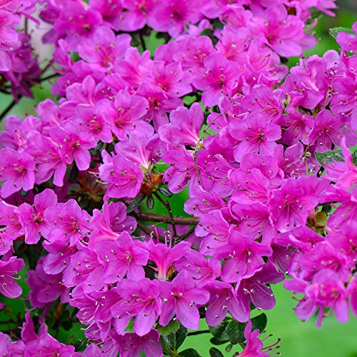 Gardeners Dream Purple Azalee - Japanische Rhododendron Pflanze - Immergrüne Azalee Winterhart - Mehrjährig Blühende Winterharte Pflanzen für Garten im 9cm Topf - Winterharte Kübelpflanzen