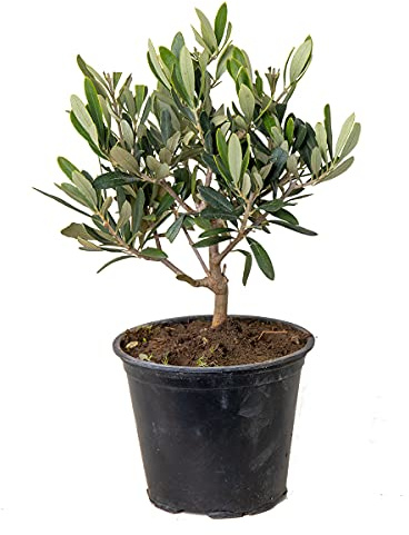 Bloomique - Olea Europaea - Olivenbaum Echt - Gartenpflanzen Winterhart - Höhe 20-30 cm - Topf 14 cm