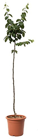 KENTIS – Quittenbaum – Quitten Pflanzen – Echte Outdoor Pflanzen – Garten Obstbaum – Obstpflanzen – Topf Ø 28 cm