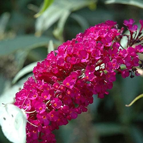 Sommerflieder Buddleja Royal Red - Duftend und Winterhart - Buddleia | 2 Liter Topf