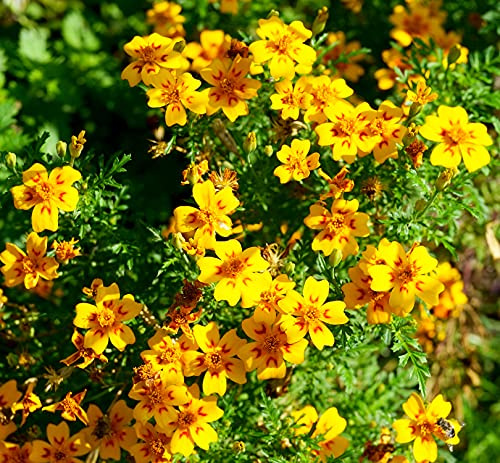 Schmalblättrige Studentenblume – Tagetes tenuifolia – 100 Samen
