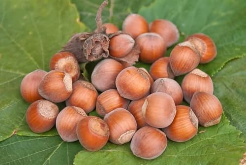 Rote Zellernuss, rotblättrige Haselnuss, Strauch, 80-100cm im großen Topf