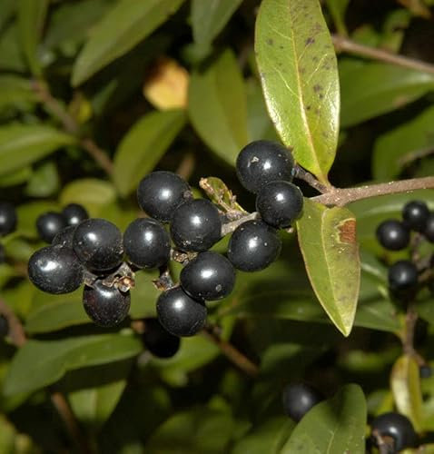 Schwarzgrüner Liguster 100-125cm - Ligustrum vulgare - lebende Gartenpflanze aus den Baumschulen