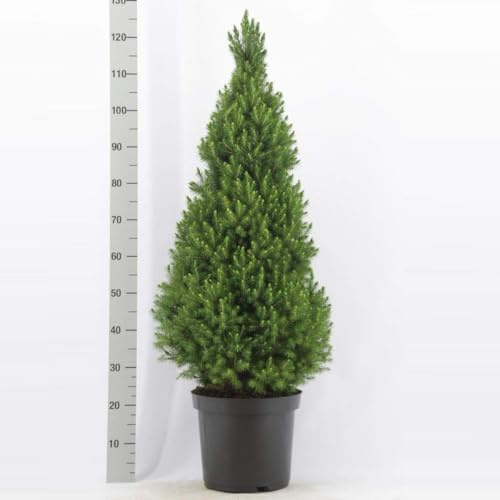 Picea glauca ‘Conica’ ca. 50 cm – Zuckerhutfichte (Zwerg"konifere) – kompakt, winterhart & ganzjährig grün – ideal für Garten, Terrasse oder als Kübelpflanze