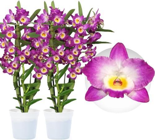Orchideen Echte Pflanzen Bambus Dendrobium Akatsuki Nobile - 2 große Zimmerpflanzen aus Holland - 30-40 cm hoch - mit Blüten und duftend (Nicht künstlich, ohne Dünger und Topf, keine Samen)