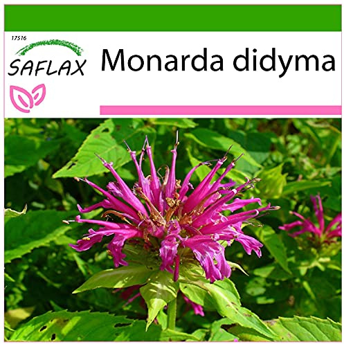 SAFLAX - Kräuter - Goldmelisse - 20 Samen - Mit keimfreiem Anzuchtsubstrat - Monarda didyma