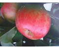 Säulenobst, Säulenapfel in Sorten, im Topf / Container 60 - 80 cm