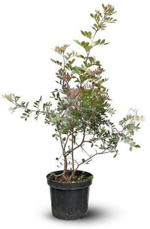 Attitude Jardin – Langsamer Pistazienbaum – Kittbaum – 90-100 cm – ⌀ 18 cm – Pflanze für den Außenbereich