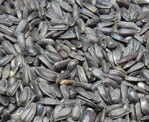 Bird`s Garden Sonnenblumenkerne schwarz 10 kg, Vogelfutter, Winterfutter,