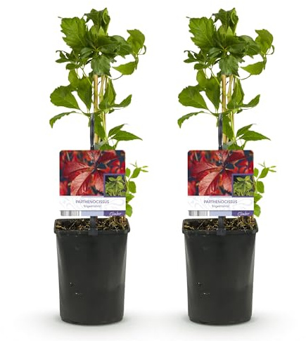 GreenboutiQ - Wilde Wein - Parthenocissus Engelmannii - Blatt Grün später Rot - Wenig Pflege - 2 Pflanzen - Topf 11cm Höhe 40cm