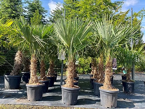 Trachycarpus Fortunei Chinesische Fächerpalme, 140-160 cm, Stammhöhe 30-35 cm, Winterhart bis -18°C, Topf Ø 33 cm