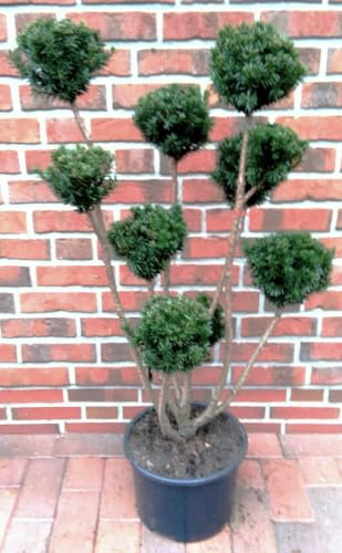 Eibe Taxus Media Hicksii - Gartenbonsai, Winterhart, Immergrün, Robust, Höhe: 120-130 cm