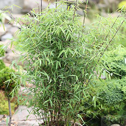 Schirmbambus 100-125cm - Fargesia murielae - lebende Gartenpflanze aus den Baumschulen